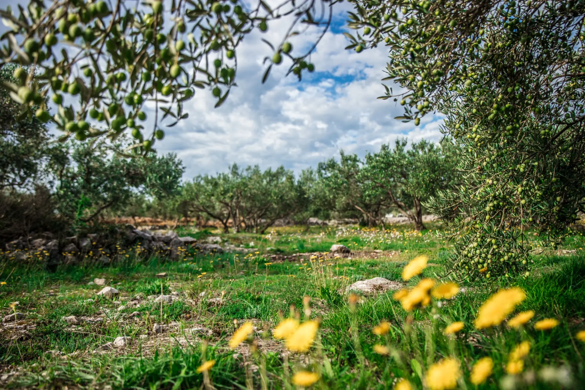 Olivar mediterráneo con aceitunas