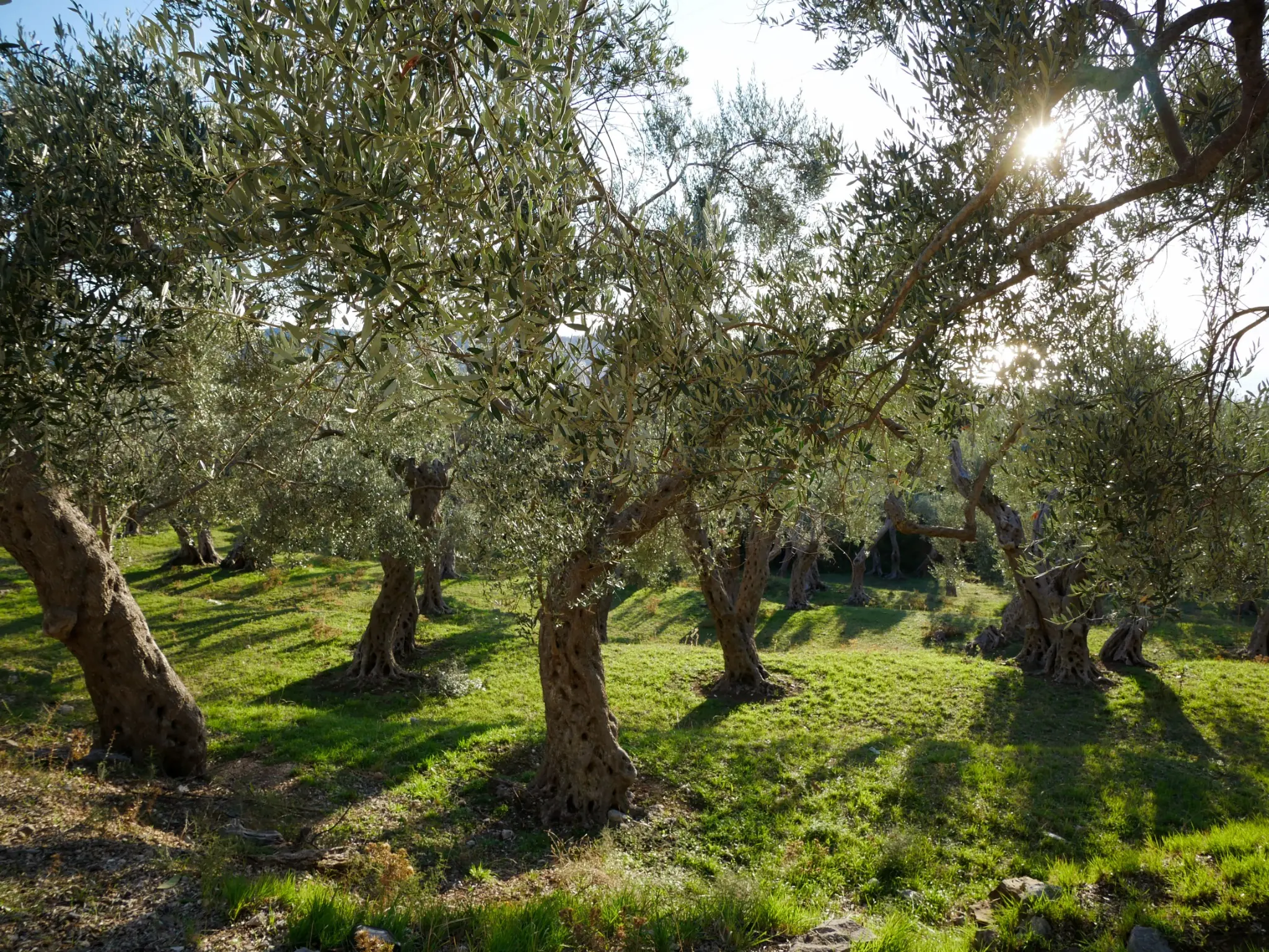 Olivar mediterráneo con camino entre los olivos