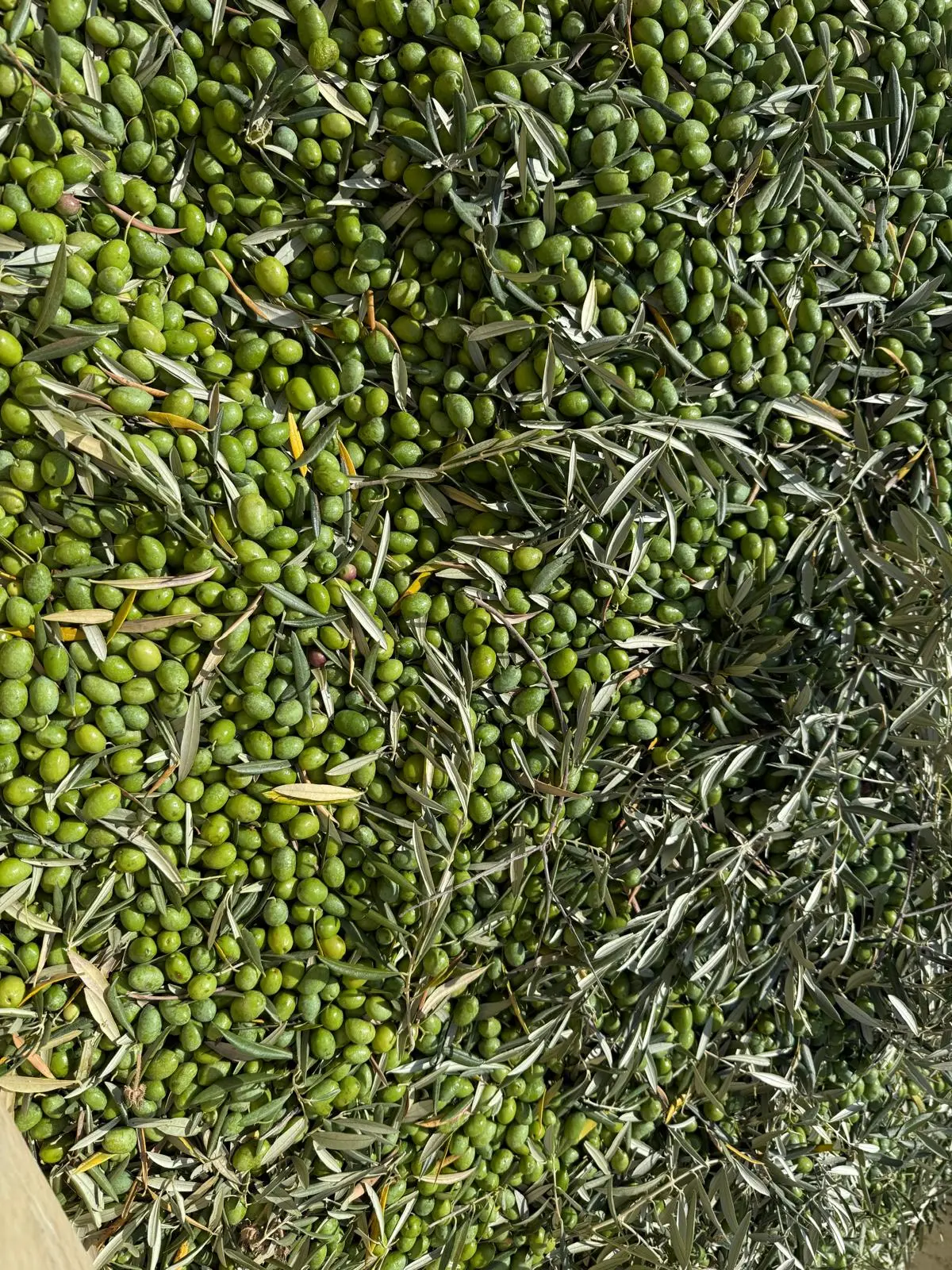 Aceitunas recién recogidas con sus hojas