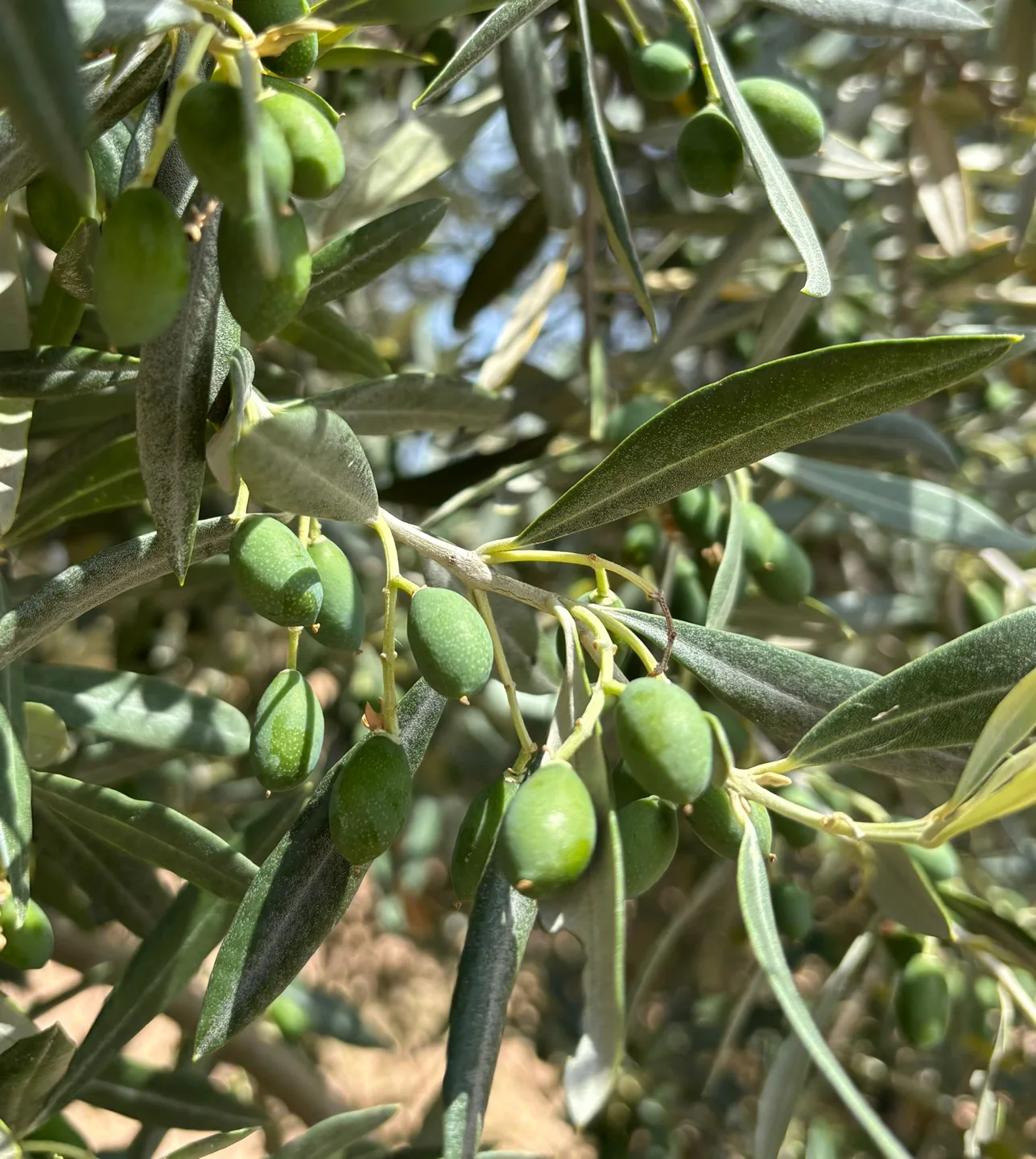Aceitunas verdes en la rama, fotografiadas por nuestros proveedores