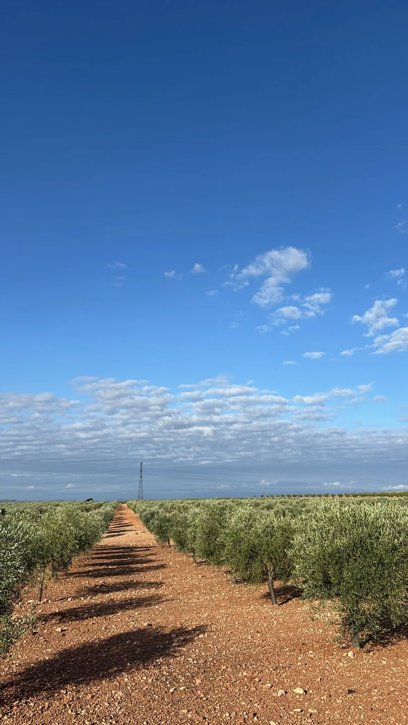 Camino entre los olivares de nuestros proveedores