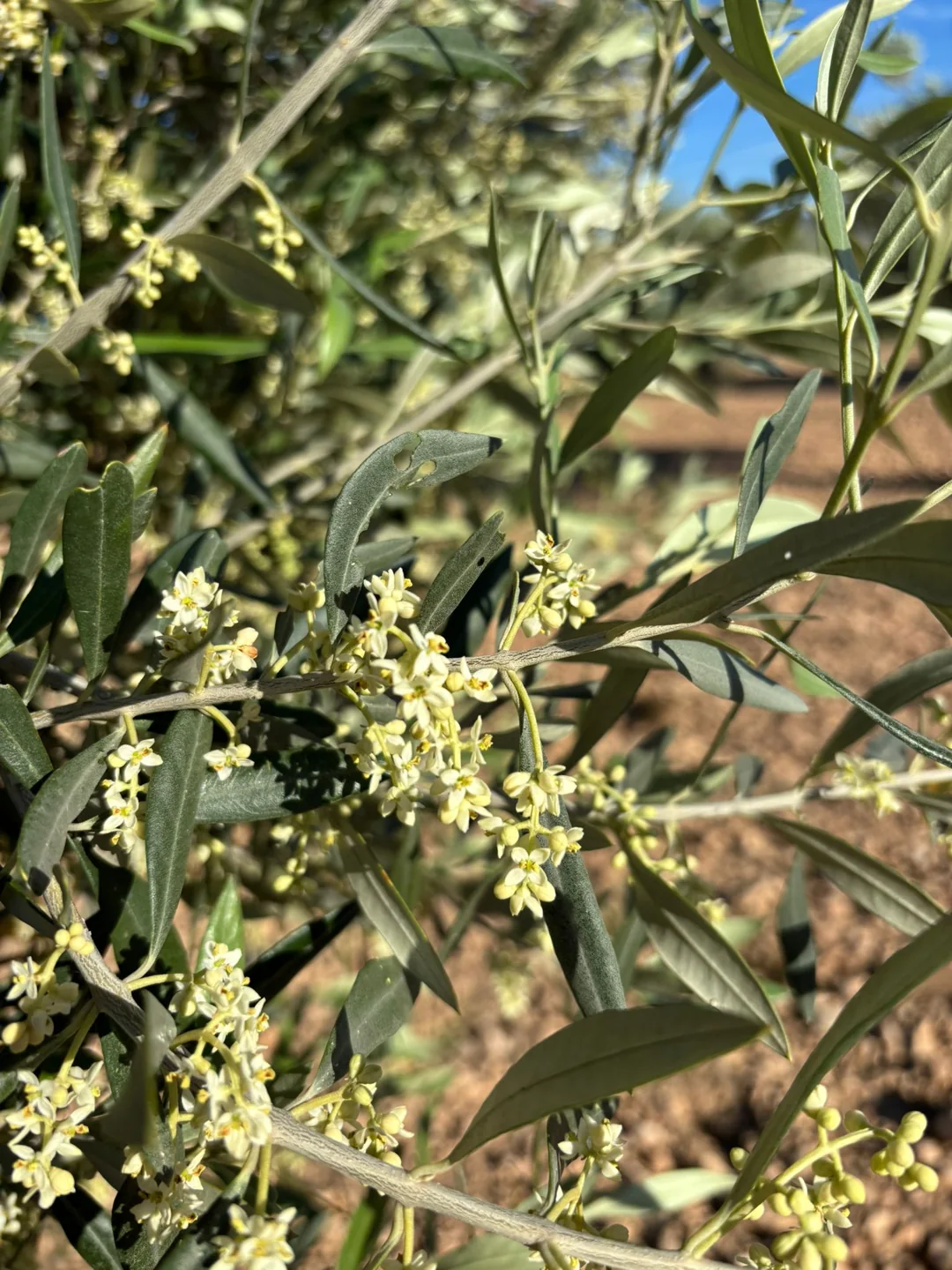 Floración del olivo fotografiada por nuestros proveedores