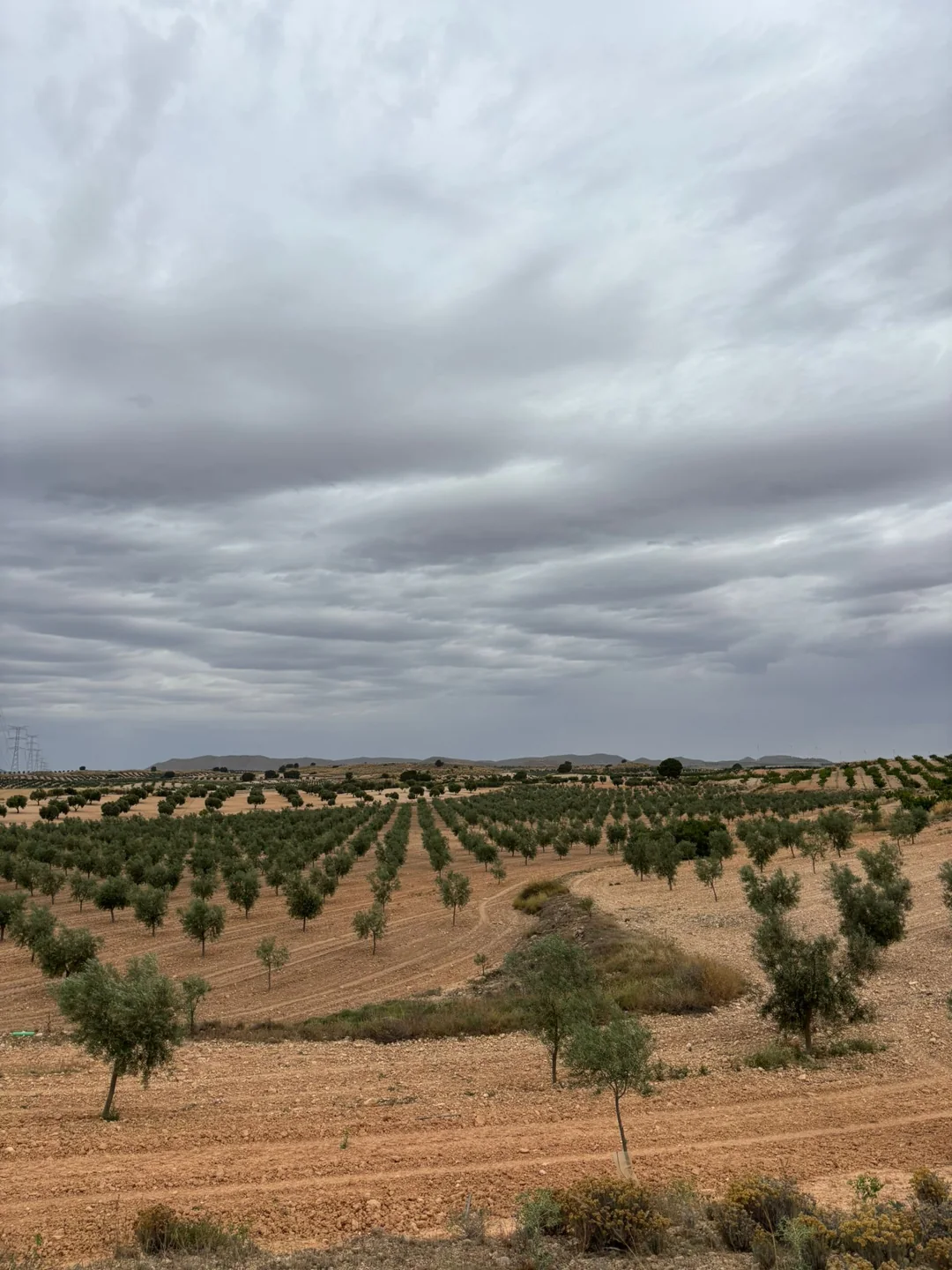 Olivar fotografiado por nuestros proveedores